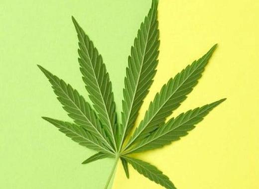 The Flower Hour: Cannabis Business Counseling from the Brooklyn Business Solutions Center