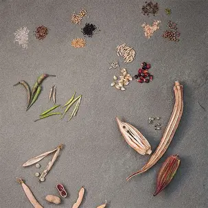 Sustainable Living Series: Tiny…