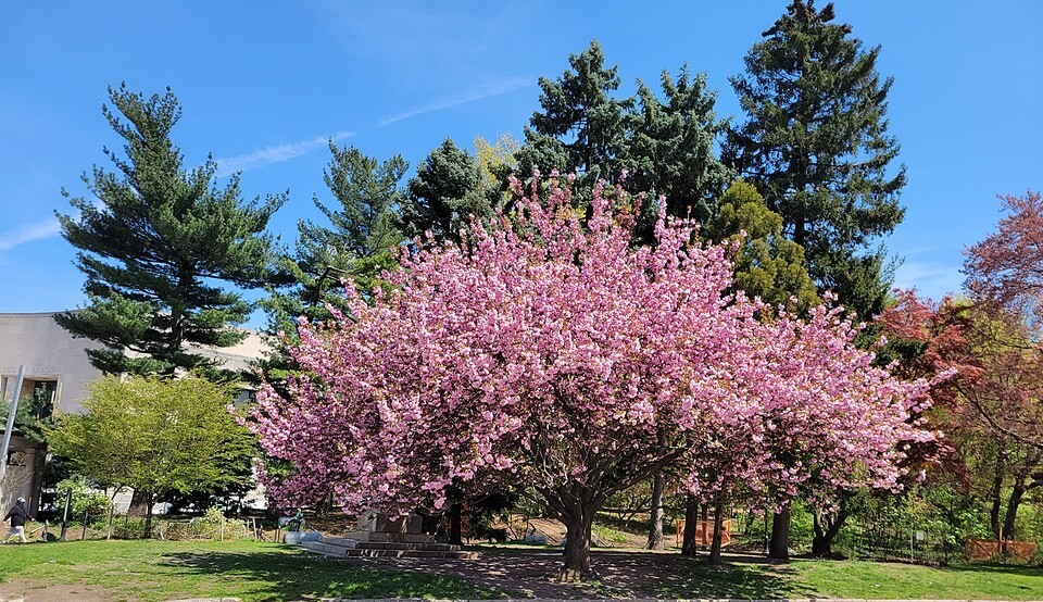 Tree ID in Prospect Park