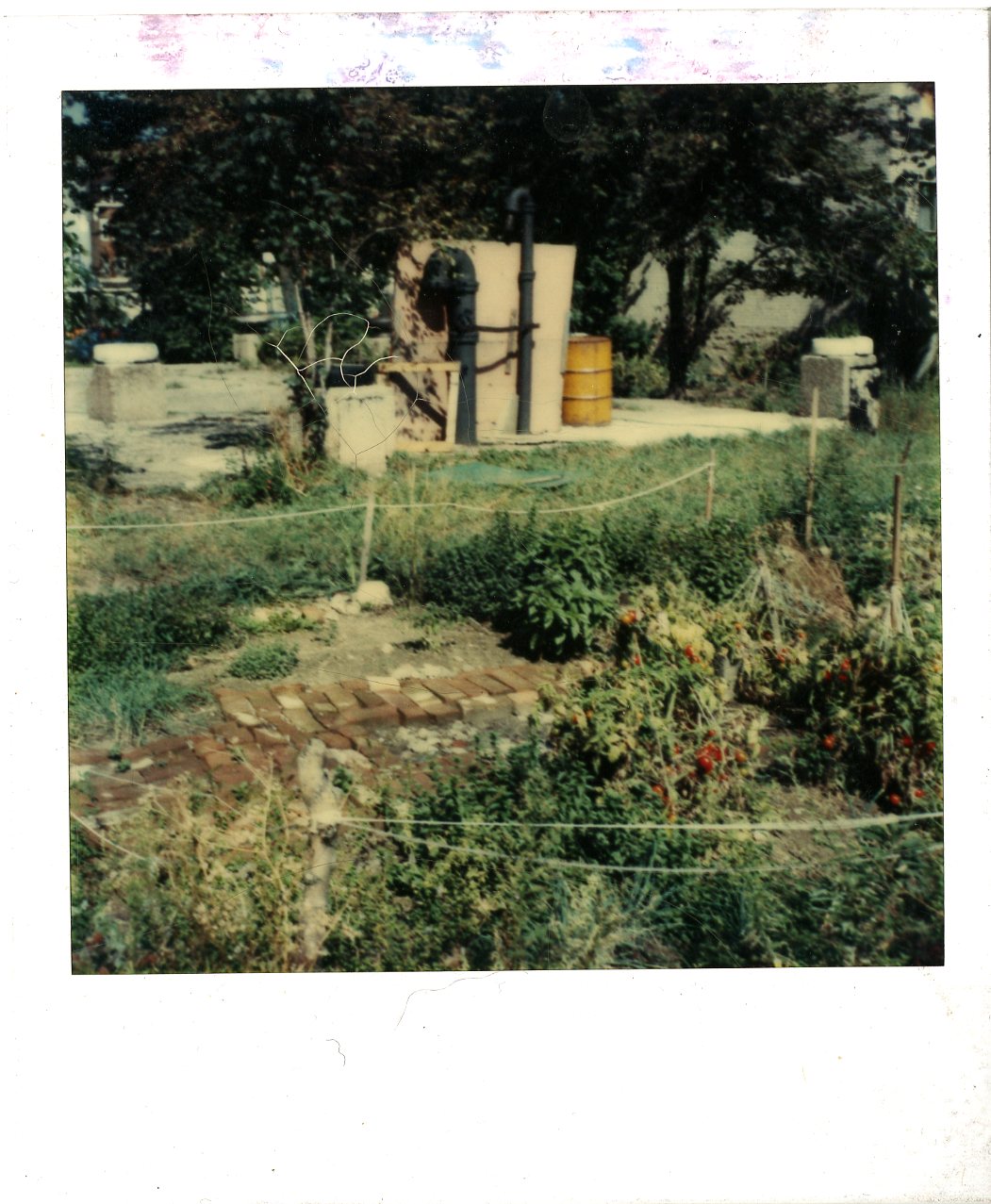 Garden with tomatoes and trees in background