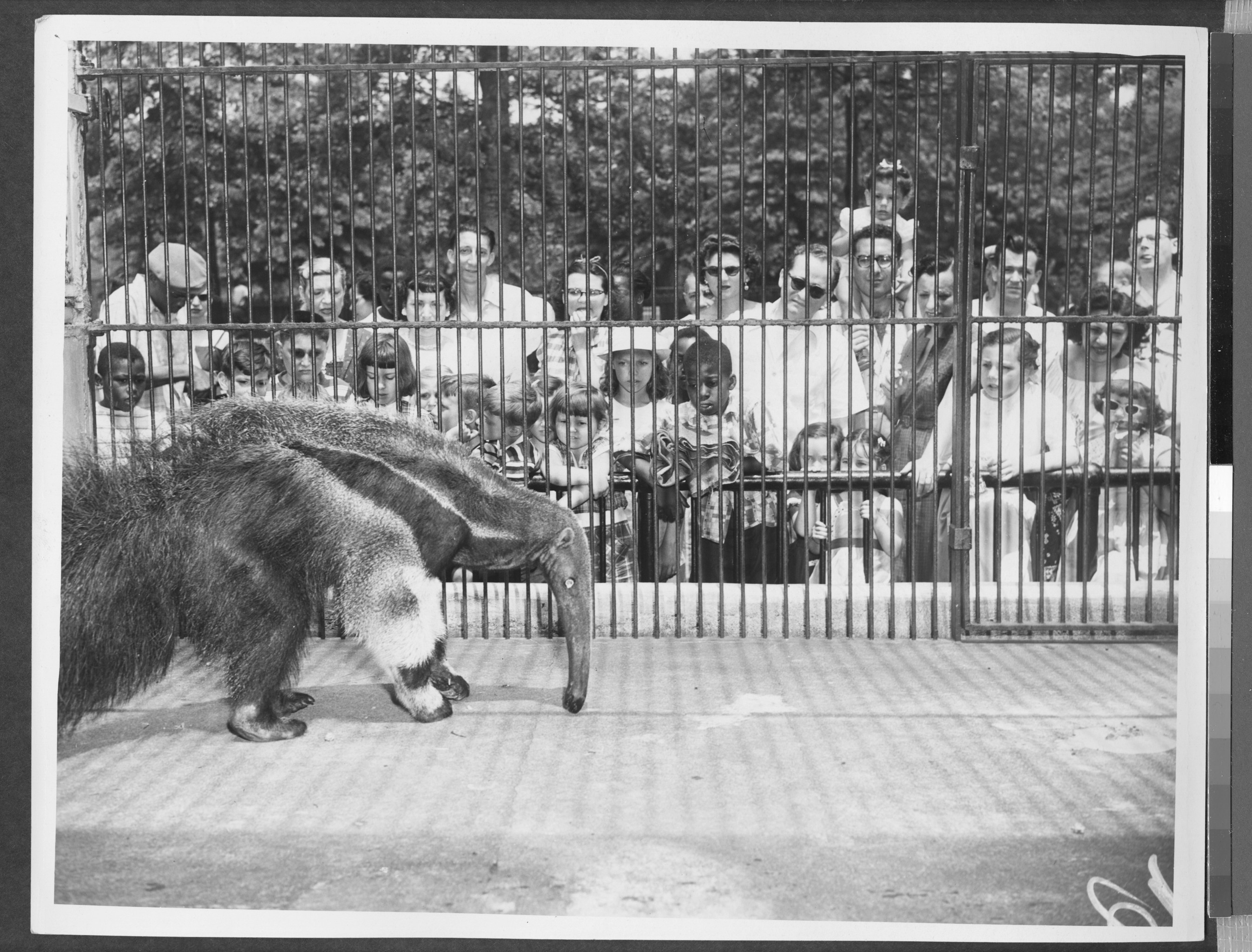 a large anteater in a cage being watched by children at the Prospect Zoo