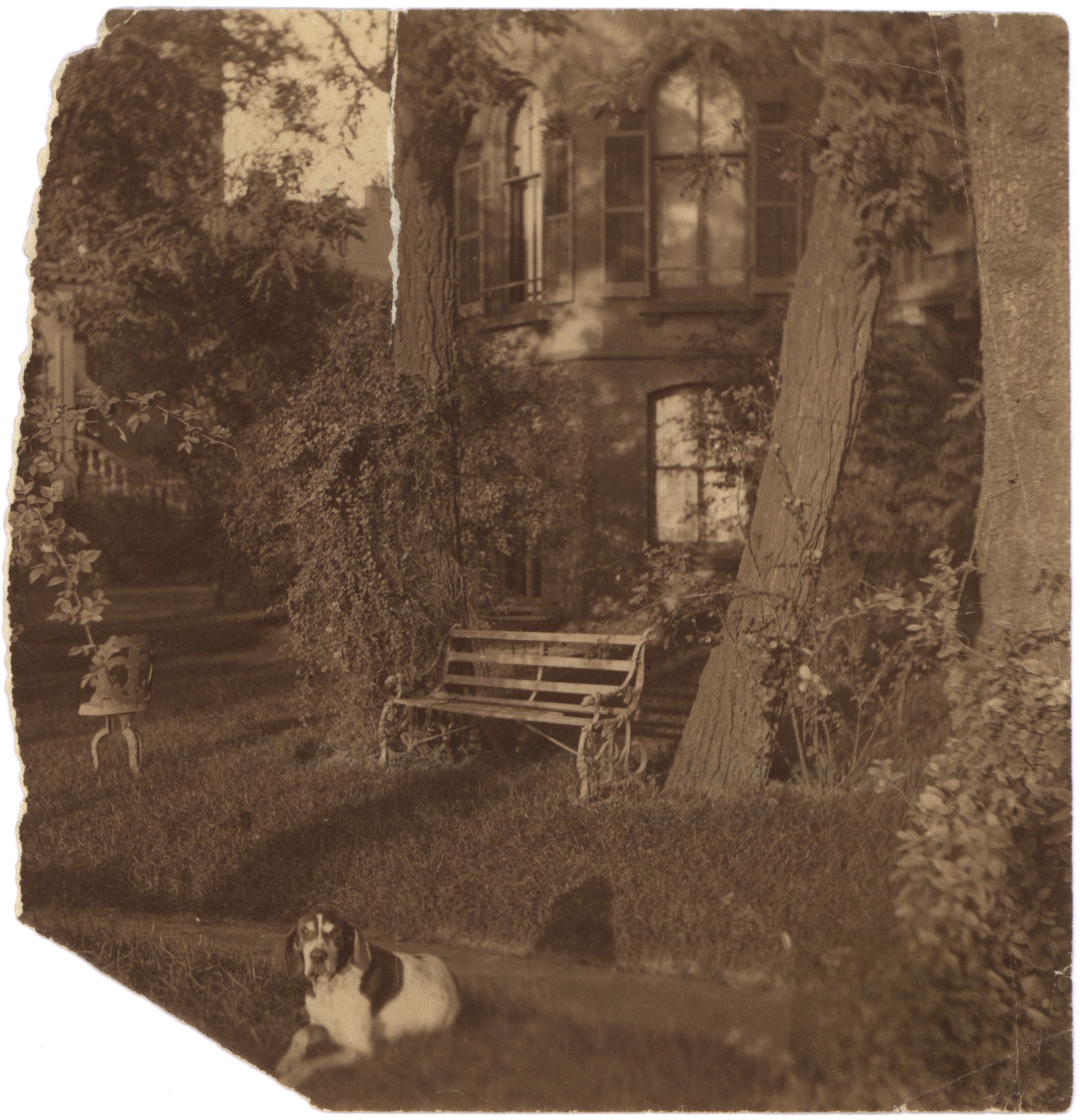 A large, hound-like dog lounges in the grass in front of a bench, trees, and a residential building.