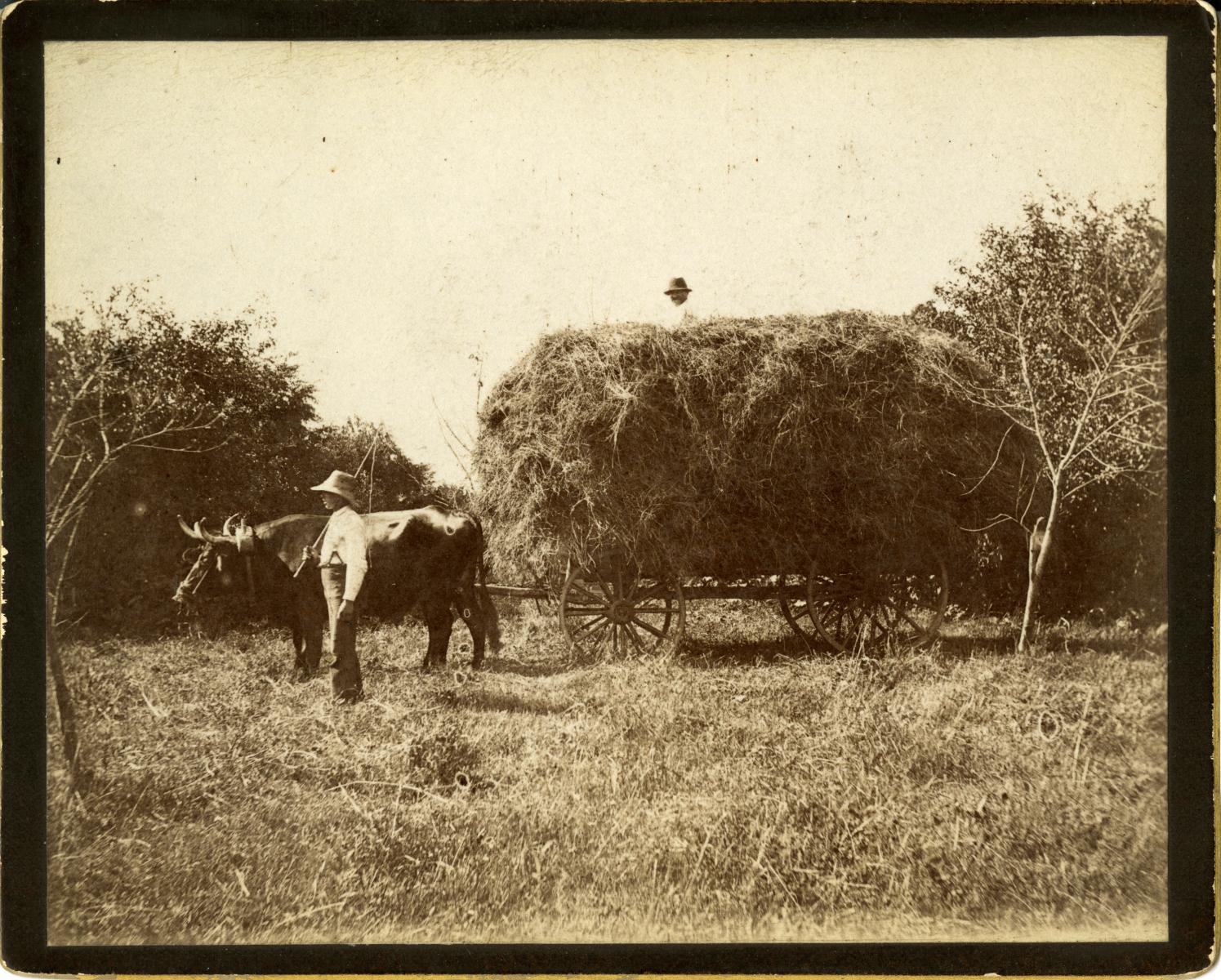 Sepia photograph of a man standing with a cow hitched to a wagon full of hay. A second man is seated on top of the hay.