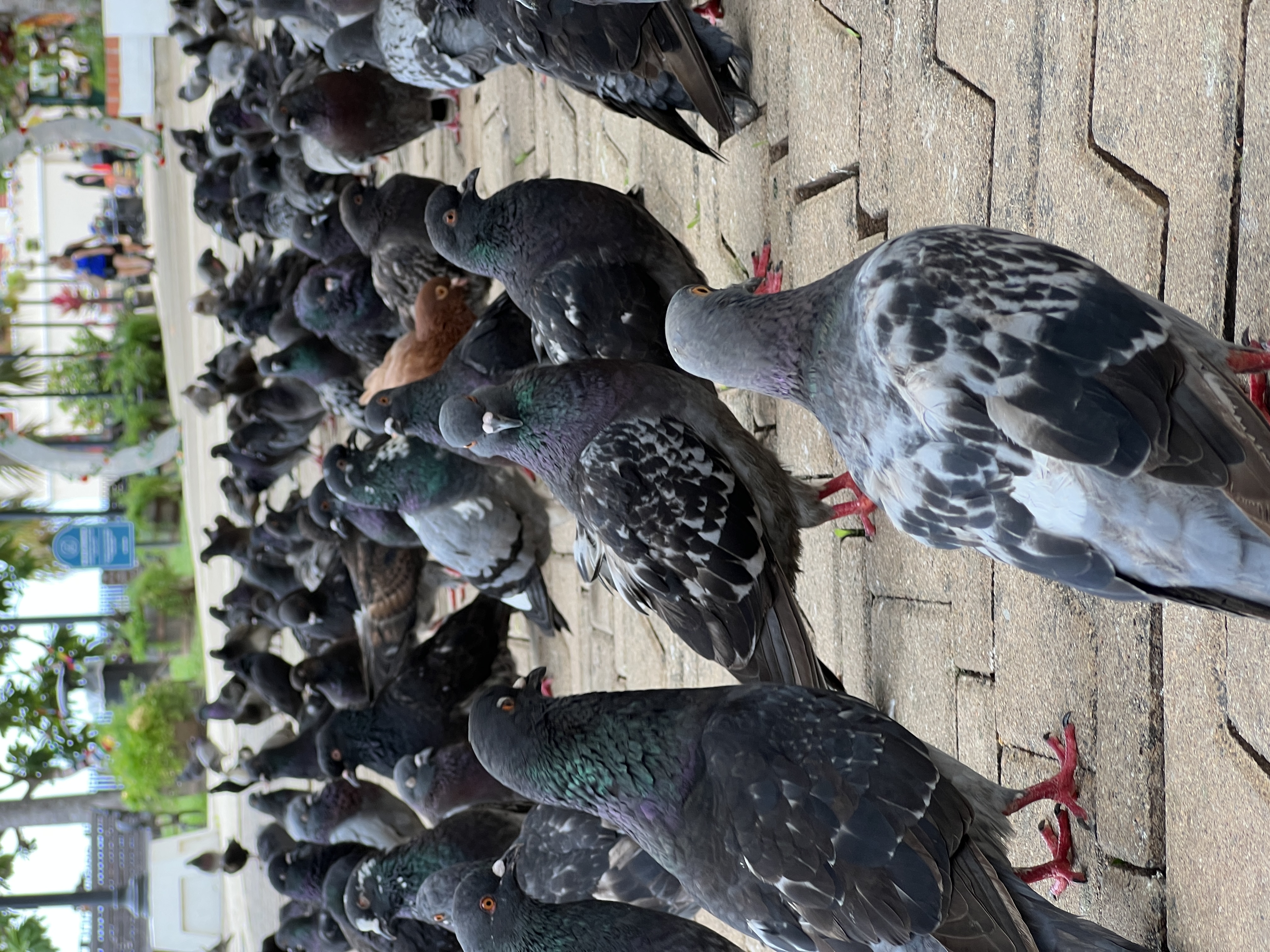 pigeons