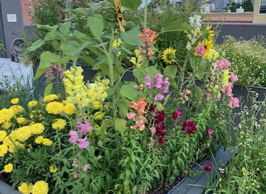 colorful flowers in a garden bed