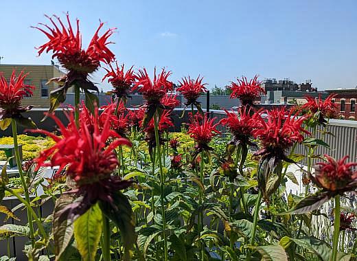 red flowers in rooftop garden