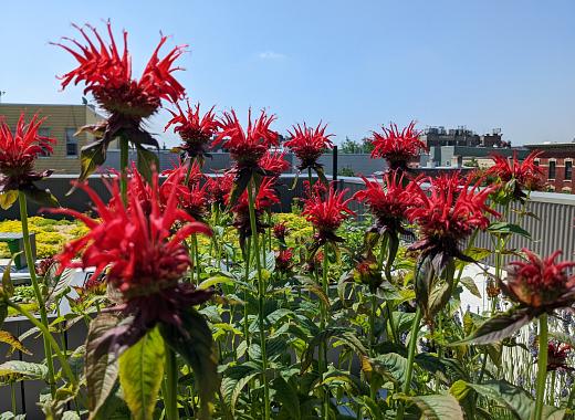 Bee balm