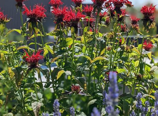 red bee balm flowers