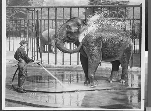 black and white photograph of zoo keeper and elephant using trunk to bathe itself