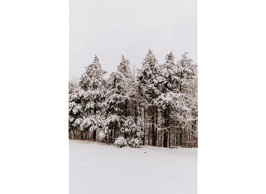 Trees covered in snow