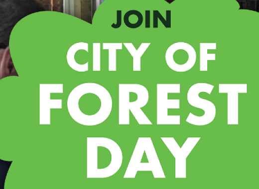 city of forest day