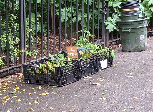 Kids Gardening Club