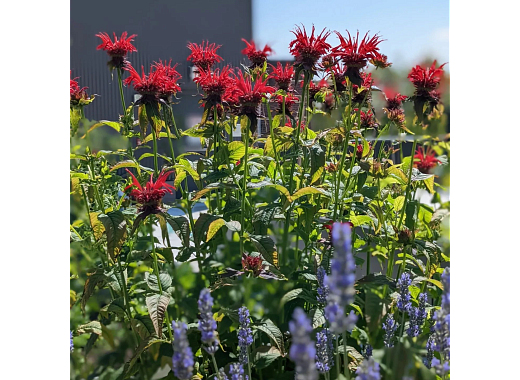 red bee balm flowers