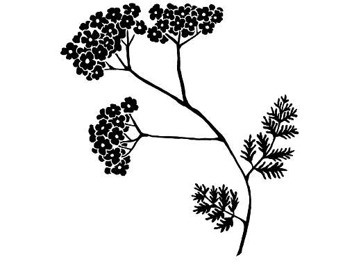flora
